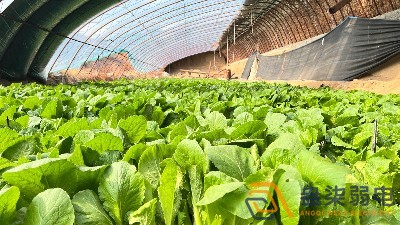 大棚蔬菜如何选择的安防监控设备？